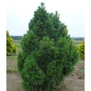 Pinus sylvestris 'Globosa Viridis' / Harilik mänd 'Globosa Viridis'